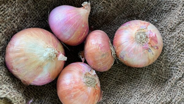 Big Onions