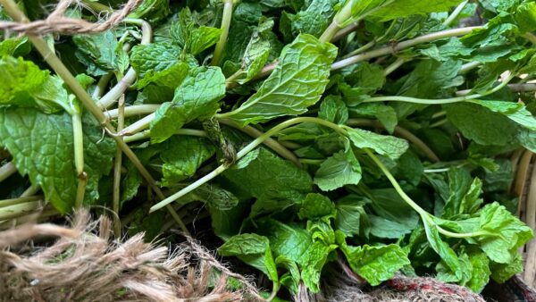 Mint Leaves
