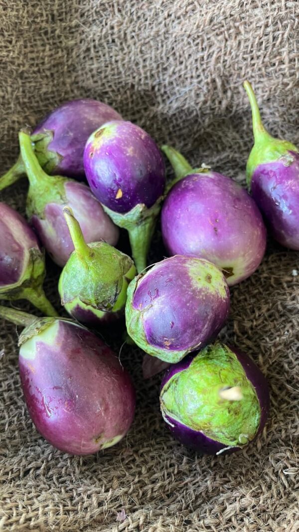 Brinjal (Manapparai)