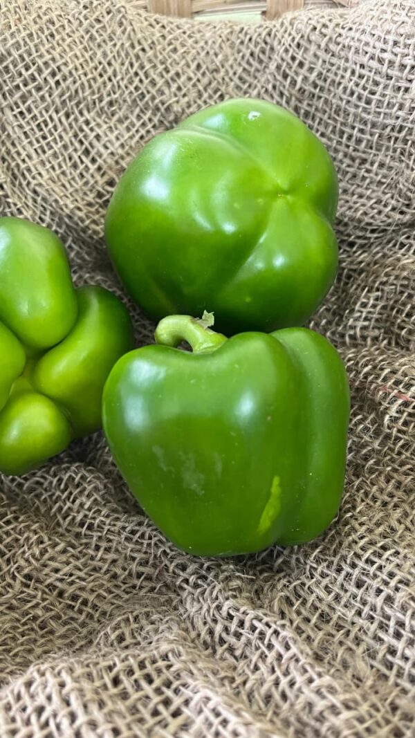 Capsicum