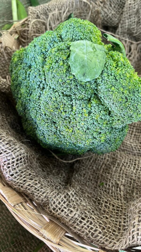Broccoli