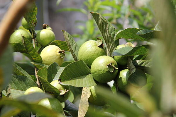 Guava