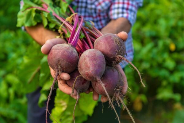 Beetroot