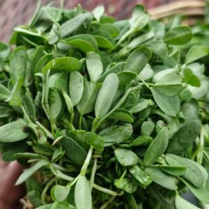 Vendhaya Keerai (Fenugreek)